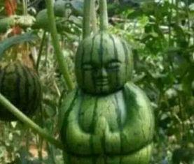 茅山网红吃瓜事件真相,揭秘背后真相与网络舆论的漩涡