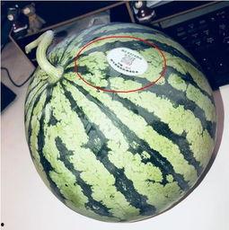 濮阳网红吃瓜,揭秘网络红人的幕后故事