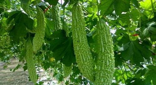 保定理工吃瓜网红