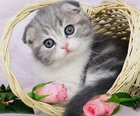 吃瓜网爆料绯红小猫,吃瓜网独家爆料，揭秘娱乐圈神秘人物