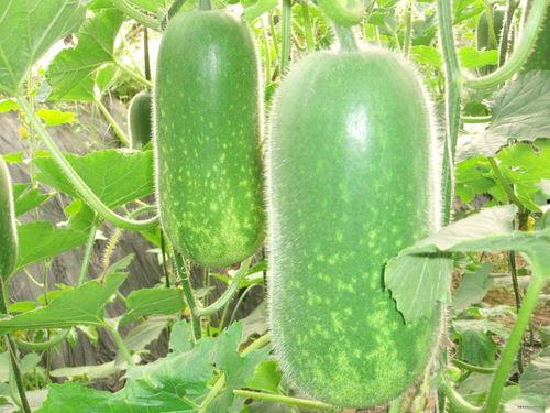 网红吃瓜椅子图片高清,揭秘网络红人新宠儿的时尚风采