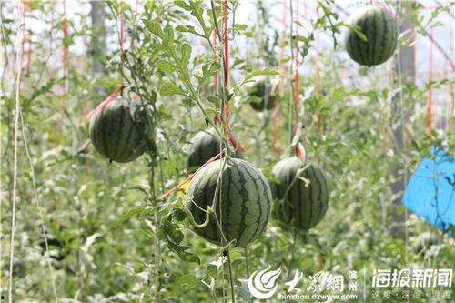 商洛网红吃瓜事件视频,一场网络热议的幕后真相揭秘