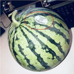 昭通网红吃瓜,揭秘网络红人的“瓜田”生活