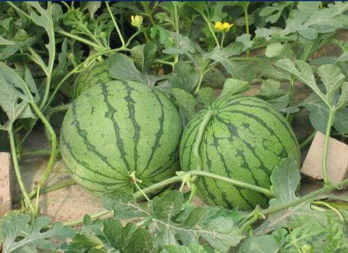 最近网爆的吃瓜事件,揭秘幕后真相与惊人内幕