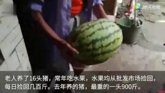 吃瓜网都是在哪里看视频的,吃瓜网友都在这些平台畅享视频盛宴